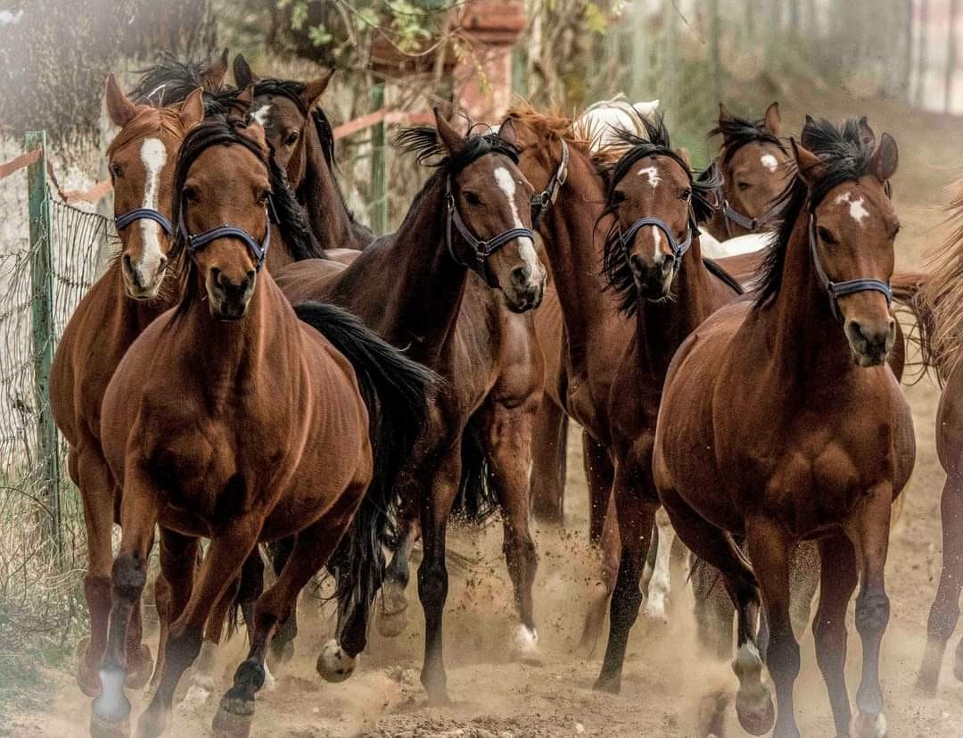 The Chaouchaoua National Stud Farm - 1