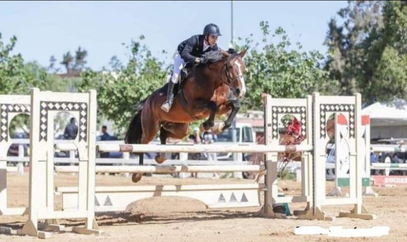 Le Club Équestre Les Palmiers d’Or à Biskra