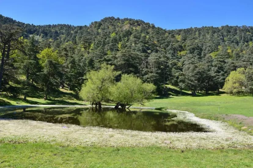 Parc National de Theniet el Had