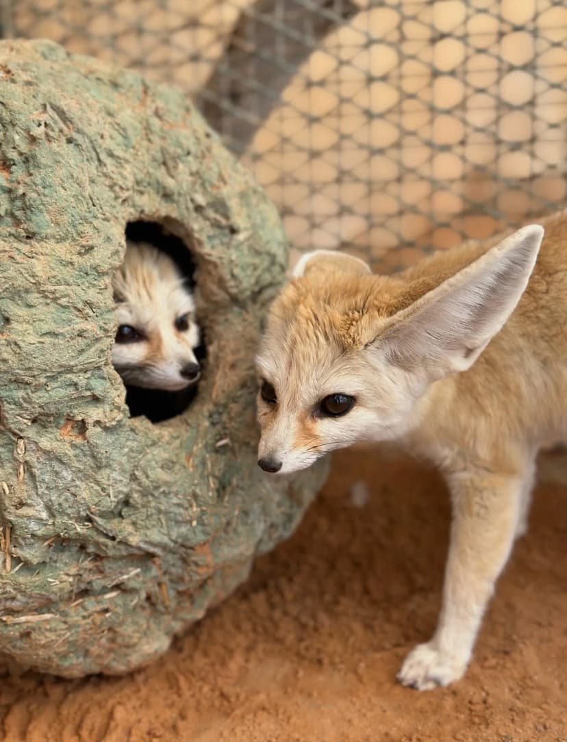 Zoo safinet nouh